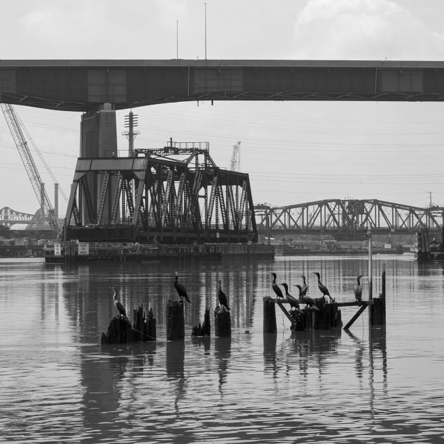 Bridges and cormorants